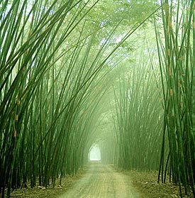 Bambuko pluoštas (2)