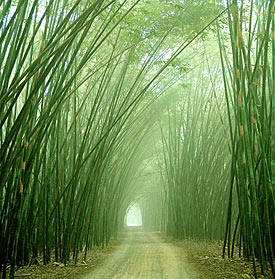 Serat Bambu (2)