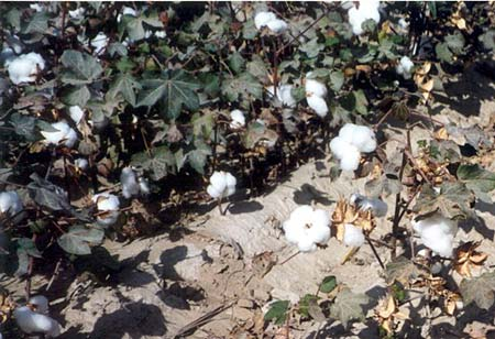 Organic Cotton Fiber