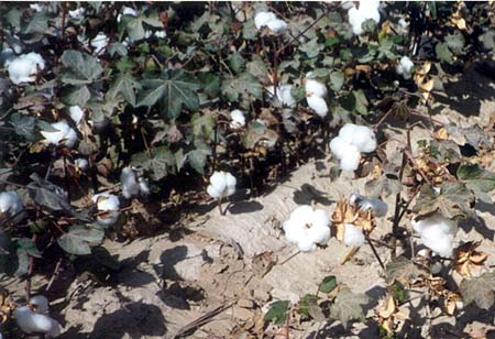 Fibra de algodón orgánico