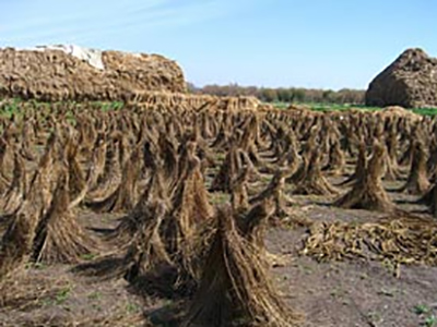 Fibra de lino orgánica (2)