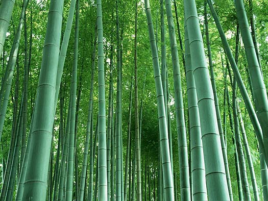 Bambus trefjar (1)