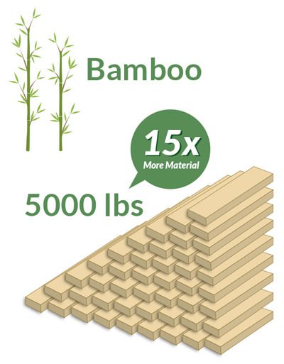 Growth_Rate_Bamboo